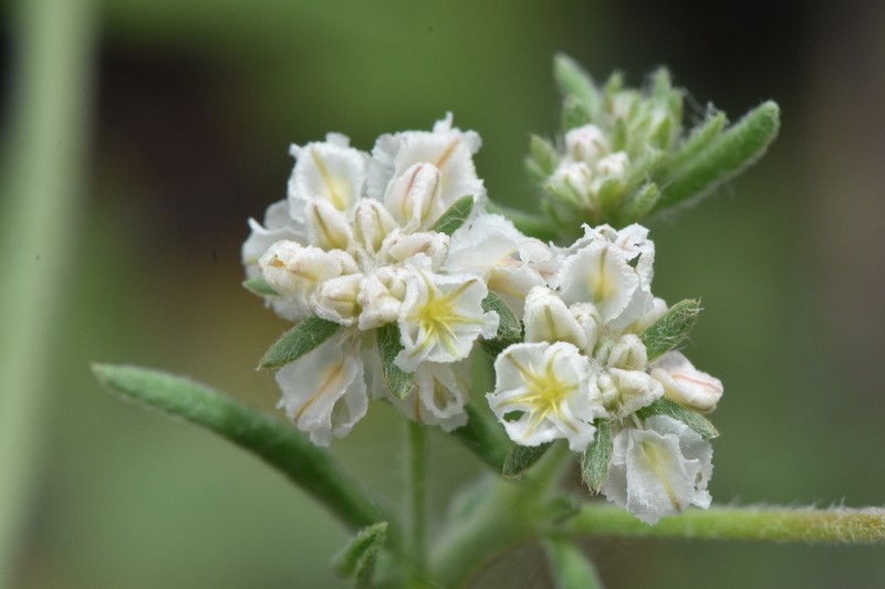 Abert's Buckwheat photo 8