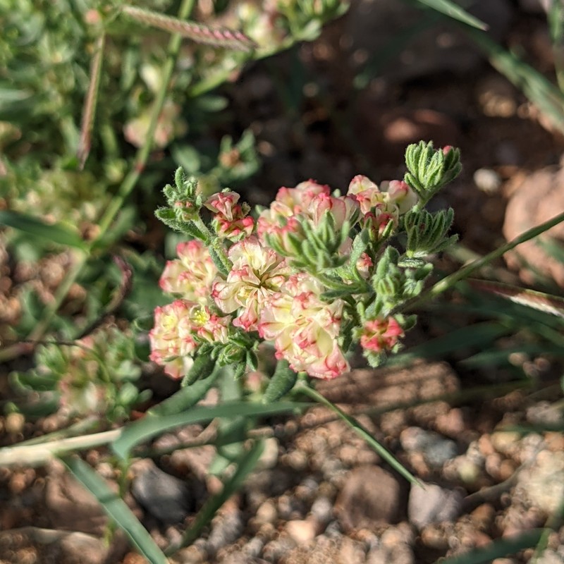 Eriogonum abertianum var. cyclosepalum