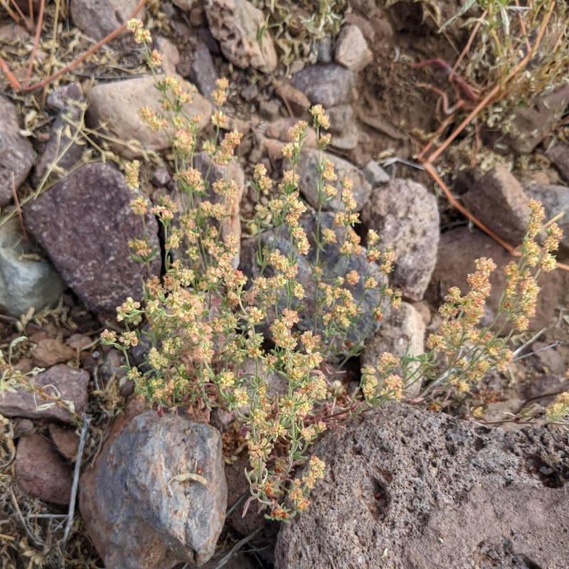 Eriogonum abertianum var. cyclosepalum photo 2