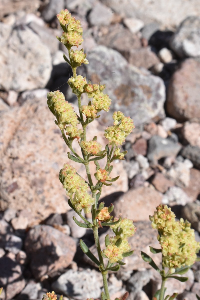 Eriogonum abertianum var. cyclosepalum photo 3
