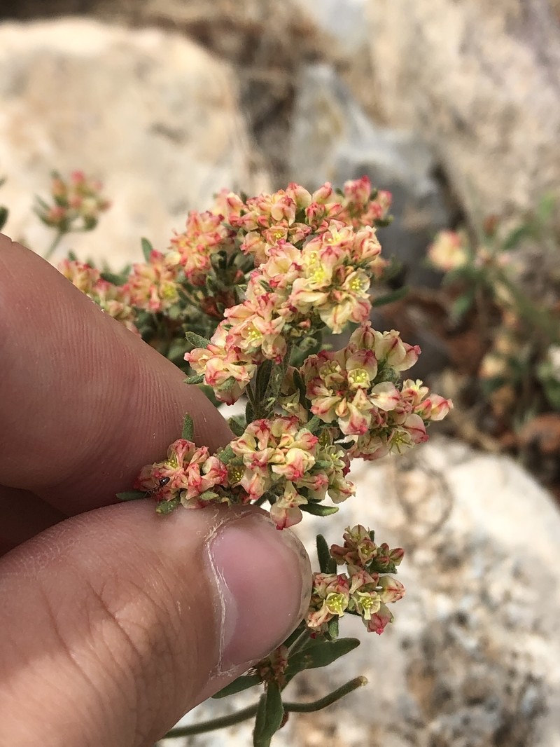 Eriogonum abertianum var. cyclosepalum photo 4