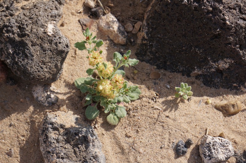 Eriogonum abertianum var. cyclosepalum photo 5