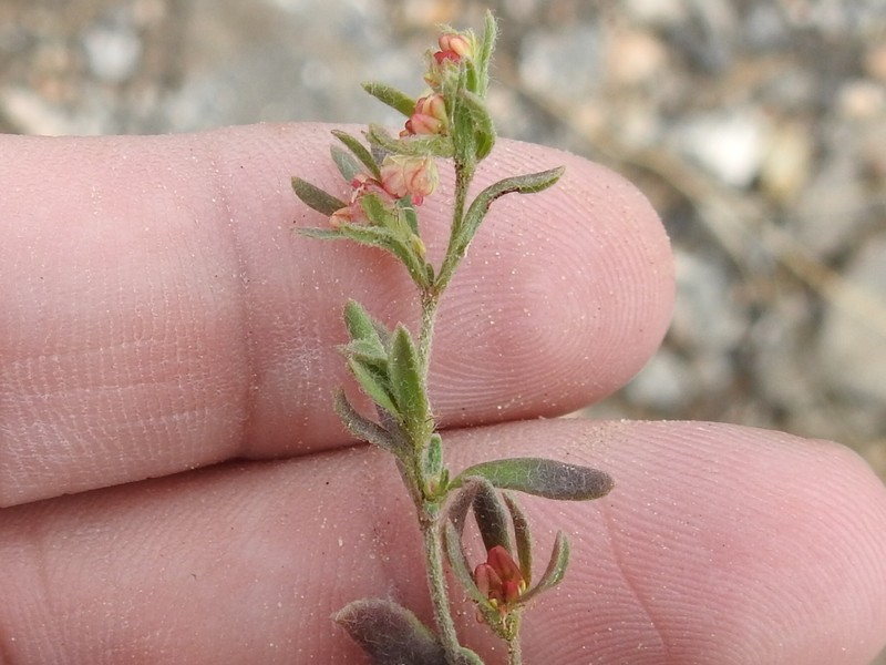 Eriogonum abertianum var. cyclosepalum photo 6