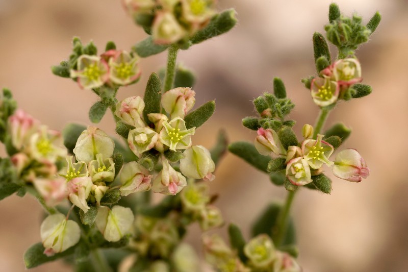 Eriogonum abertianum var. cyclosepalum photo 7