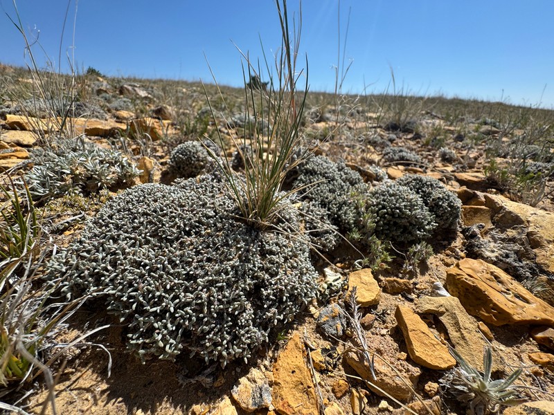 Singlestem Buckwheat