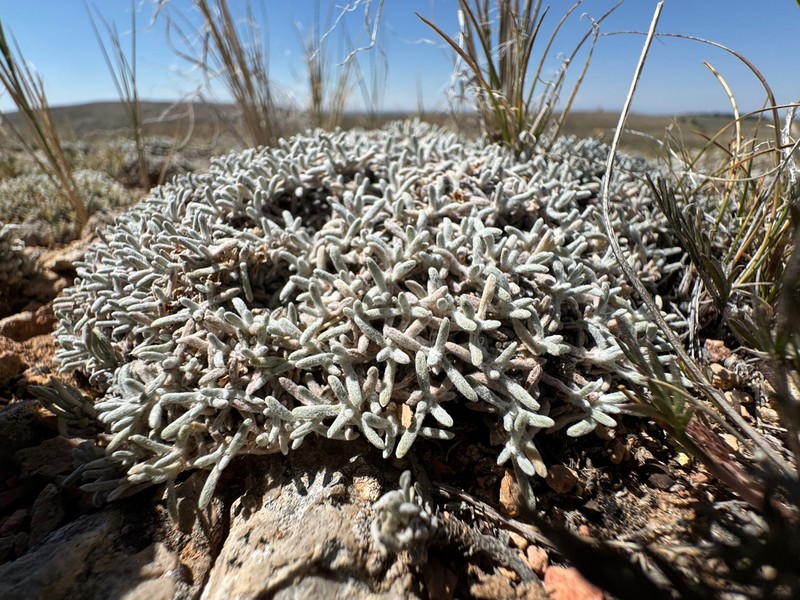 Singlestem Buckwheat photo 3
