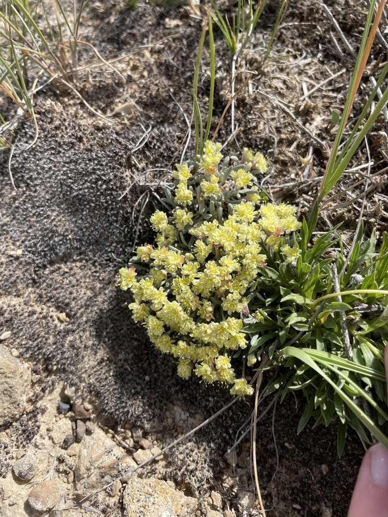 Singlestem Buckwheat photo 6