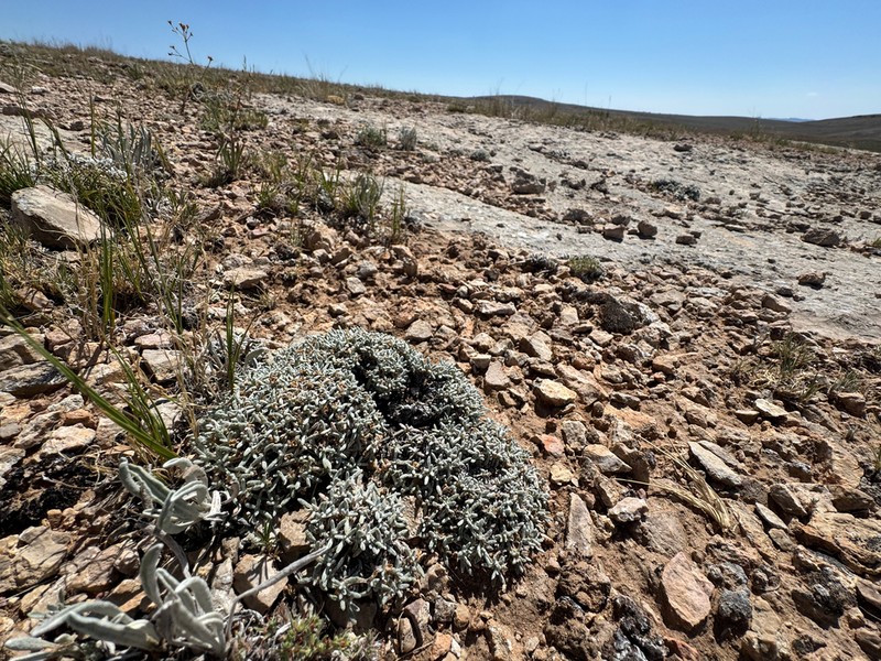 Singlestem Buckwheat photo 7
