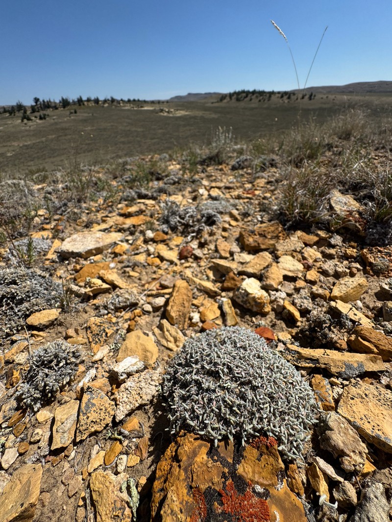 Singlestem Buckwheat photo 8