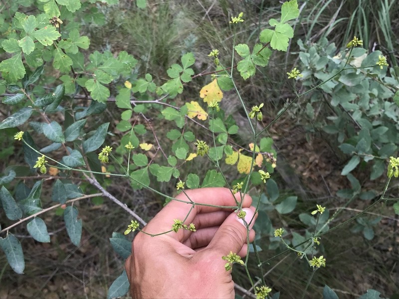 Winged Buckwheat