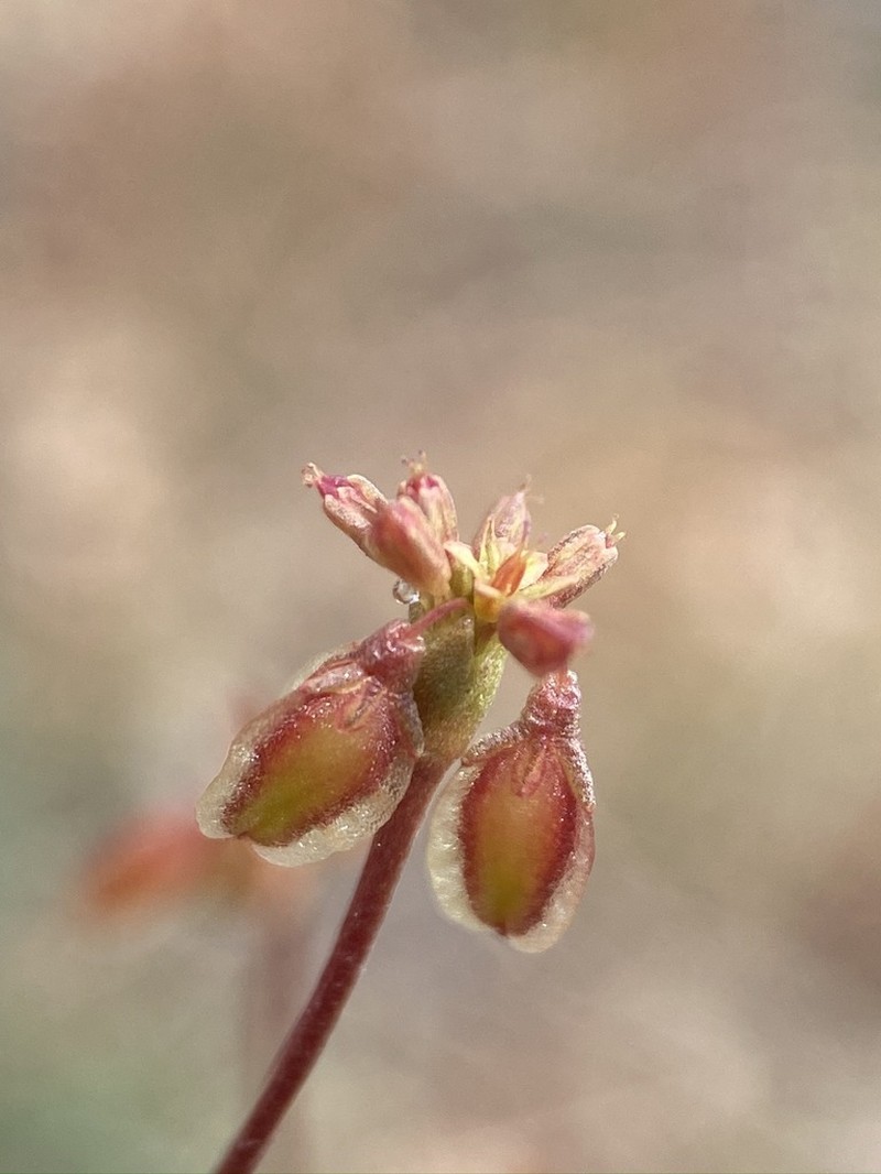 Winged Buckwheat photo 2