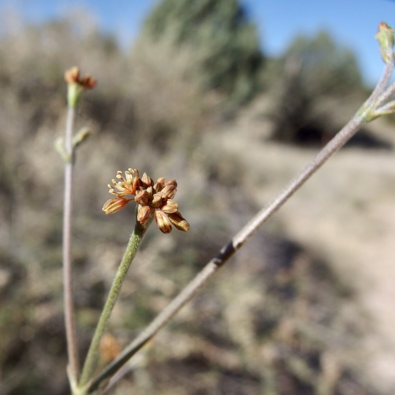 Winged Buckwheat photo 4
