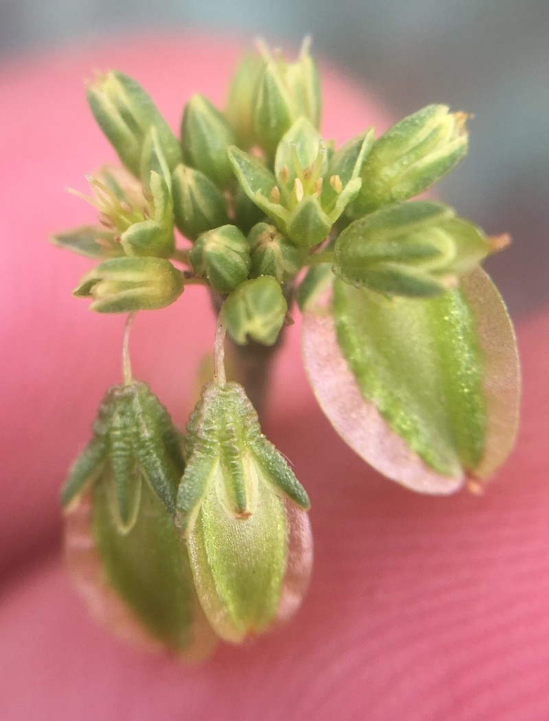 Winged Buckwheat photo 5