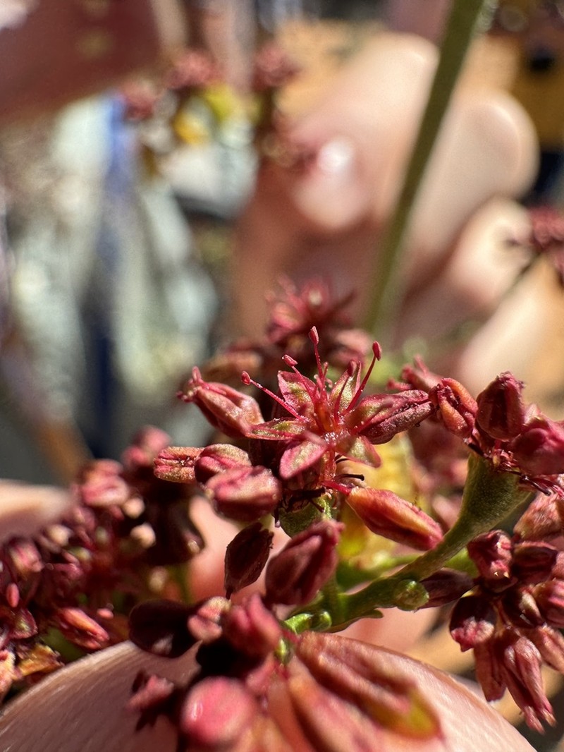 Winged Buckwheat photo 6