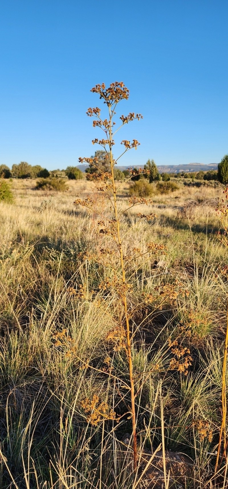 Winged Buckwheat photo 7