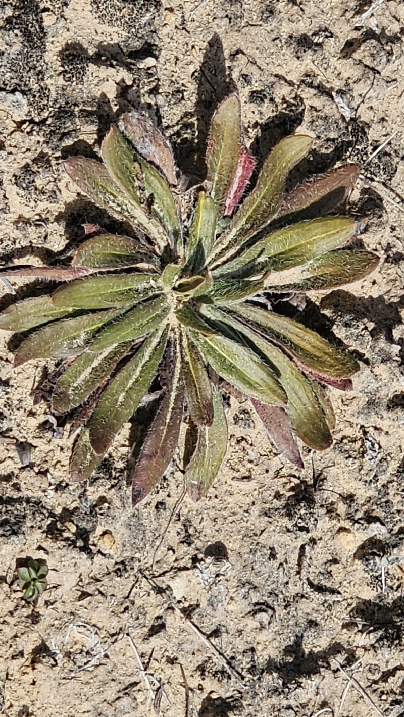 Eriogonum alatum var. alatum