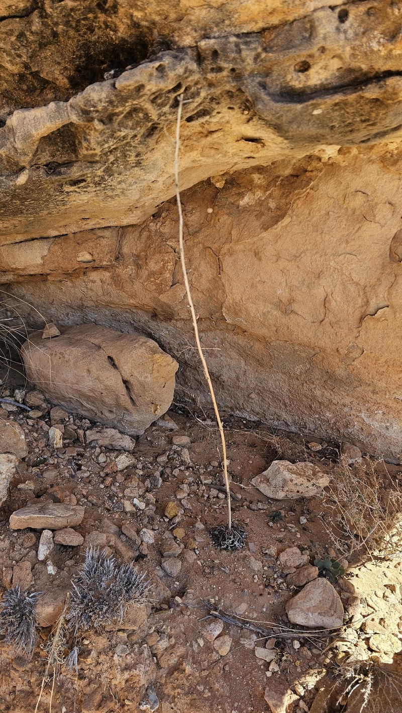 Eriogonum alatum var. alatum photo 2