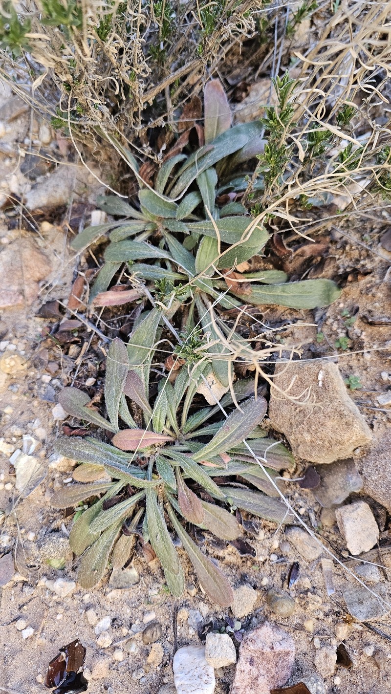 Eriogonum alatum var. alatum photo 3