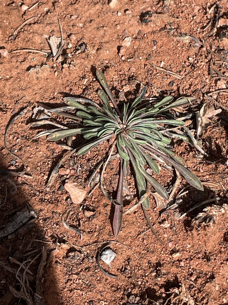 Eriogonum alatum var. alatum photo 4