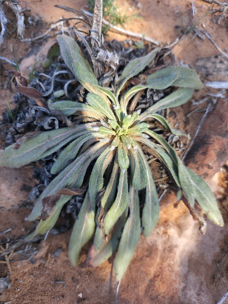 Eriogonum alatum var. alatum photo 5