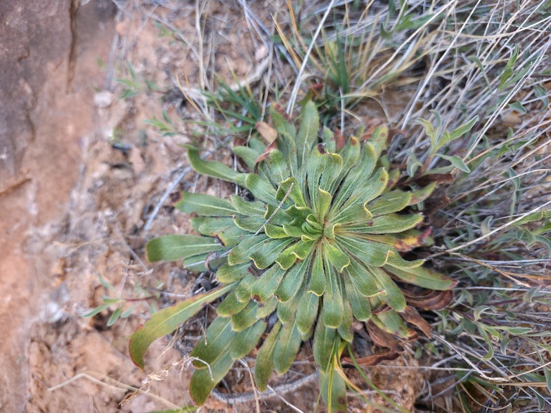 Eriogonum alatum var. alatum photo 6