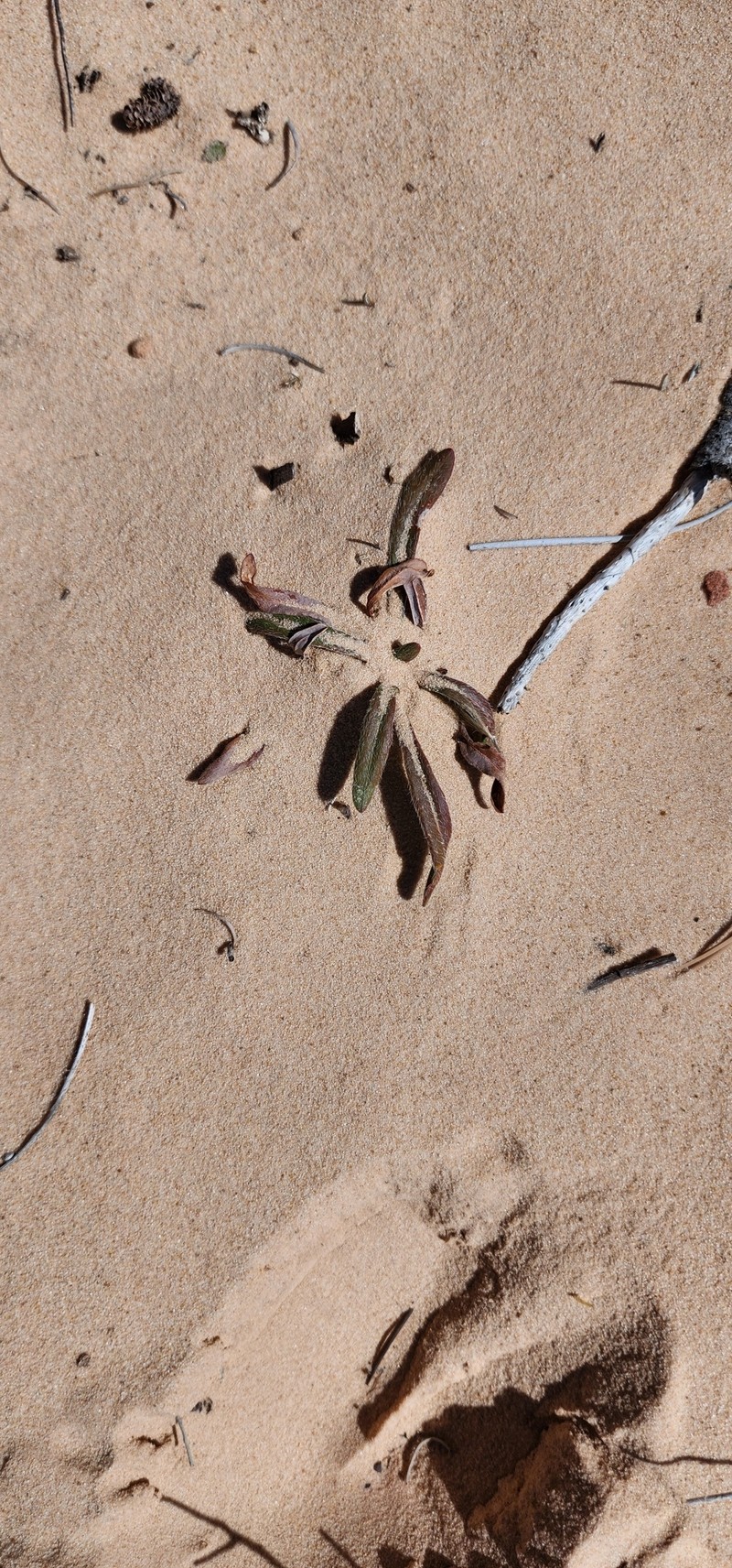 Eriogonum alatum var. alatum photo 8