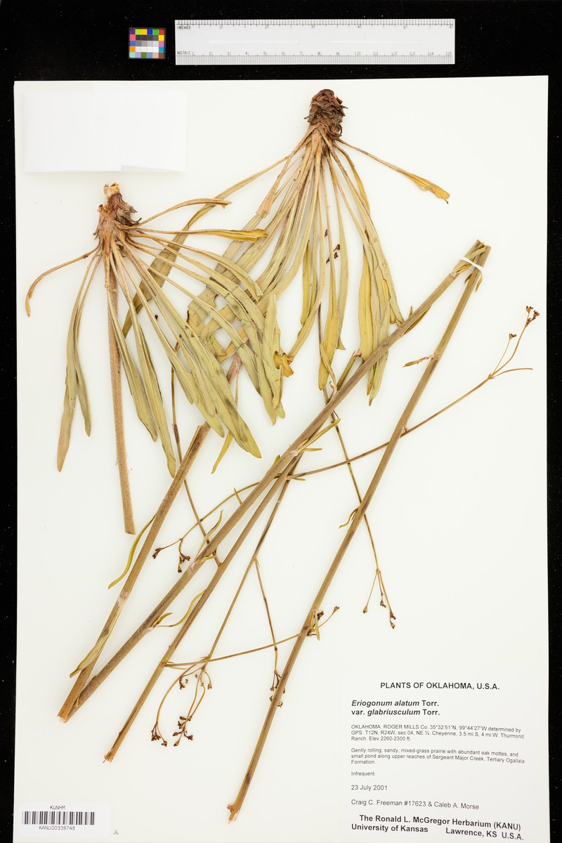 Eriogonum alatum var. glabriusculum