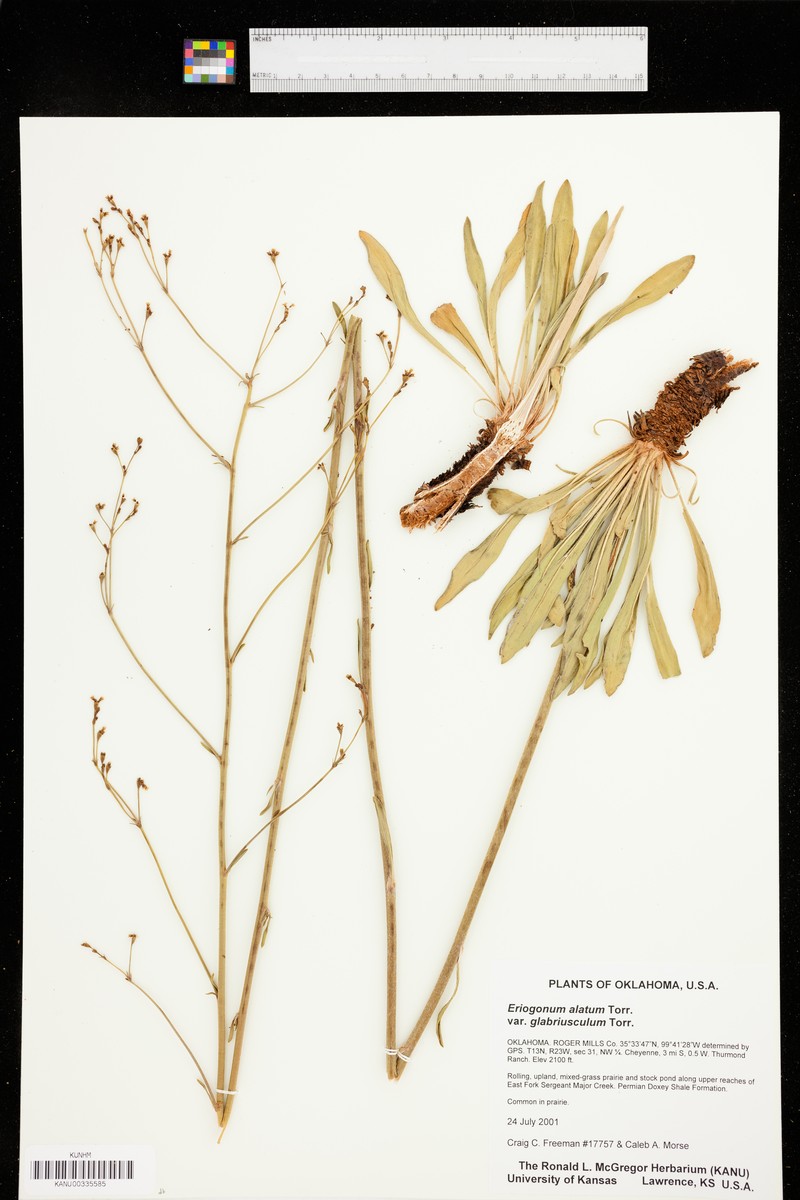 Eriogonum alatum var. glabriusculum photo 2