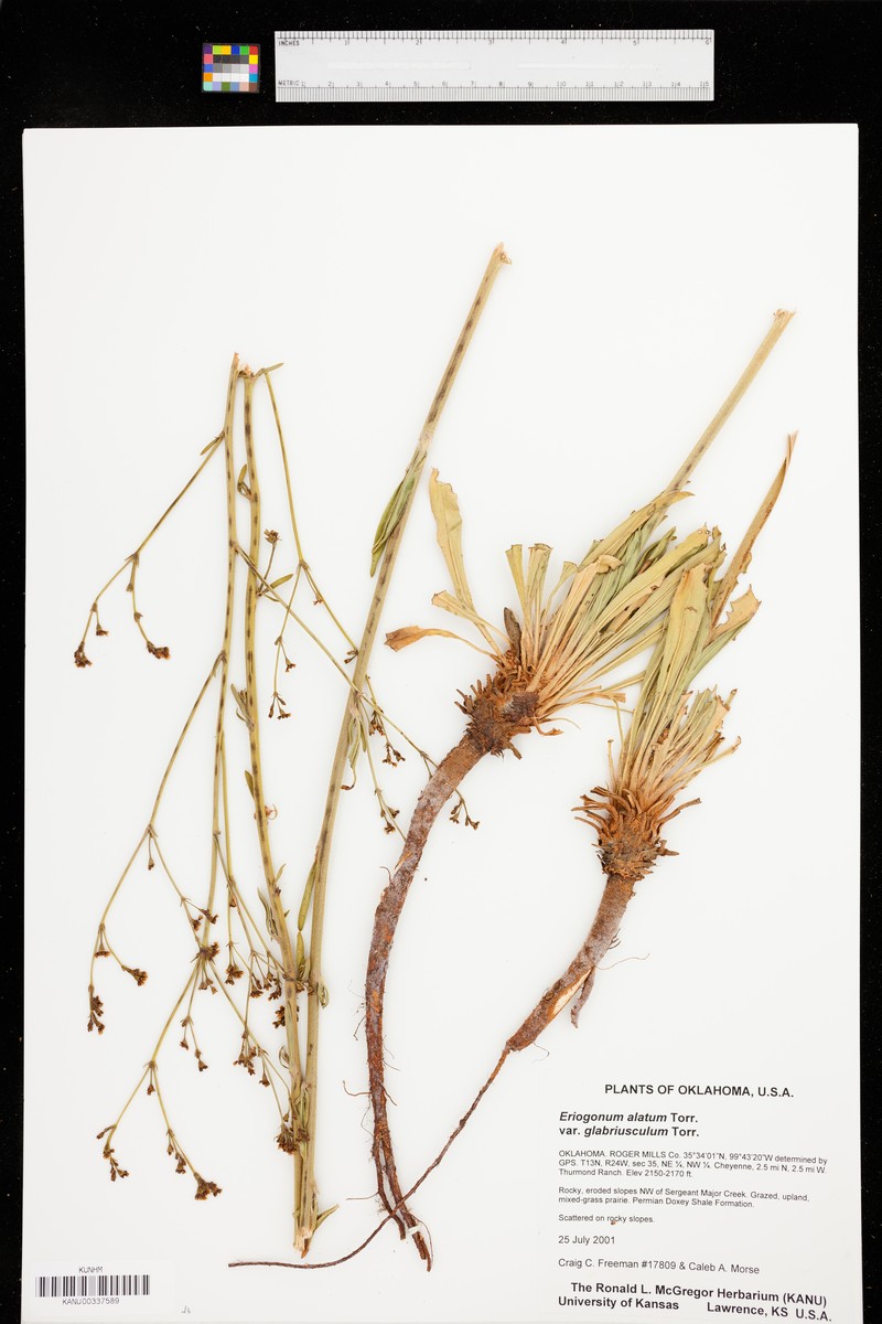 Eriogonum alatum var. glabriusculum photo 3