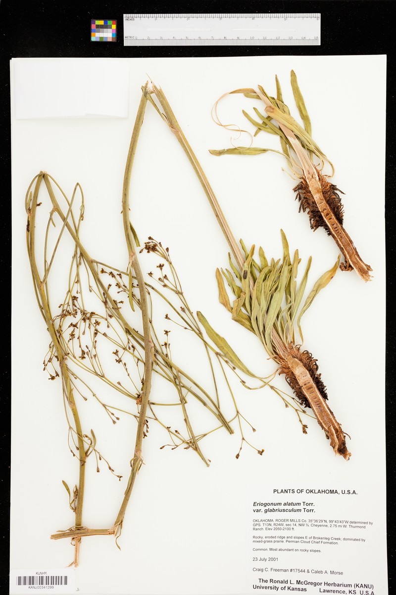 Eriogonum alatum var. glabriusculum photo 4