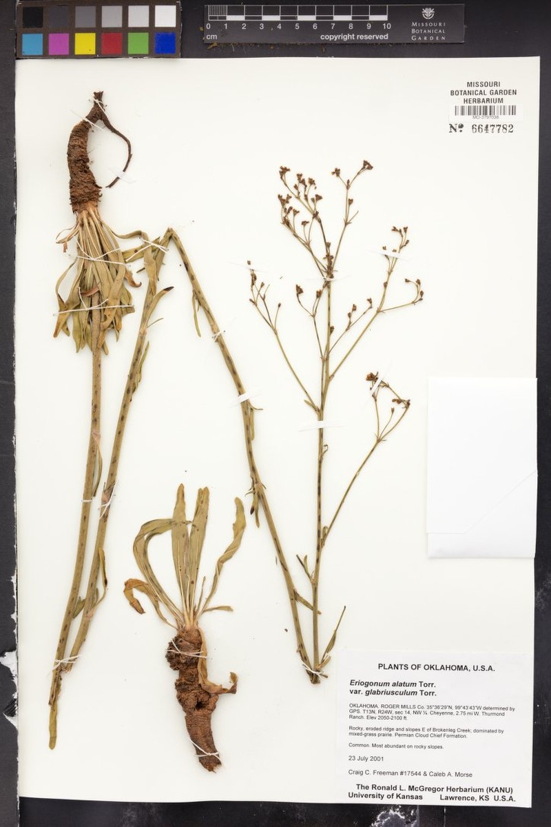 Eriogonum alatum var. glabriusculum photo 5