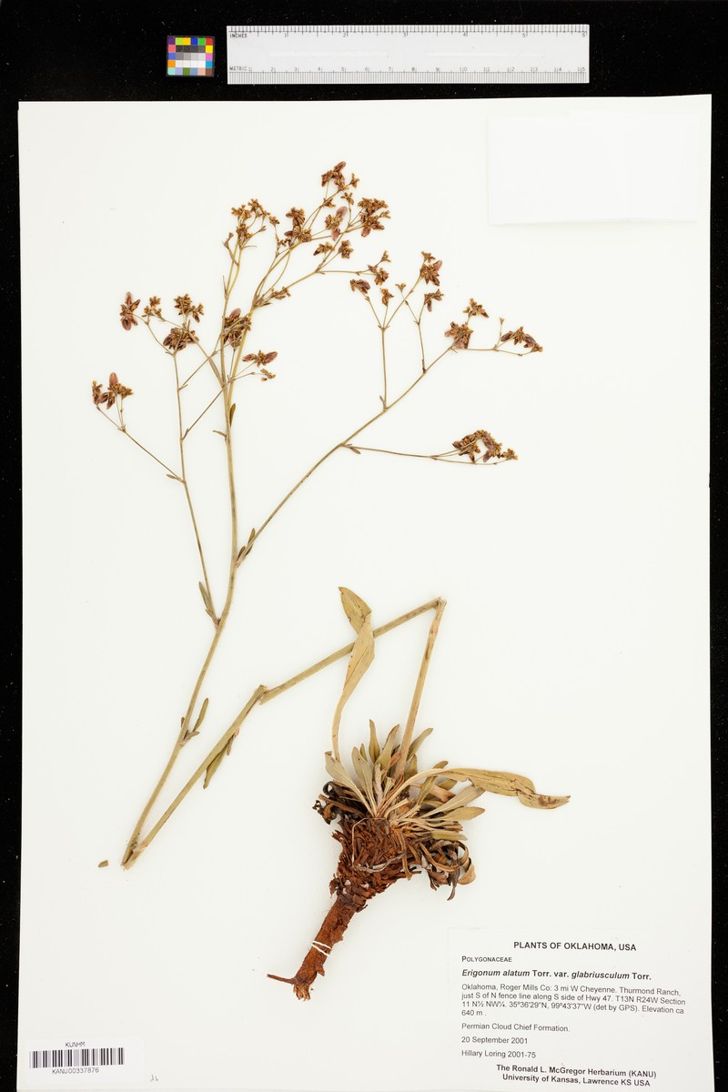Eriogonum alatum var. glabriusculum photo 6