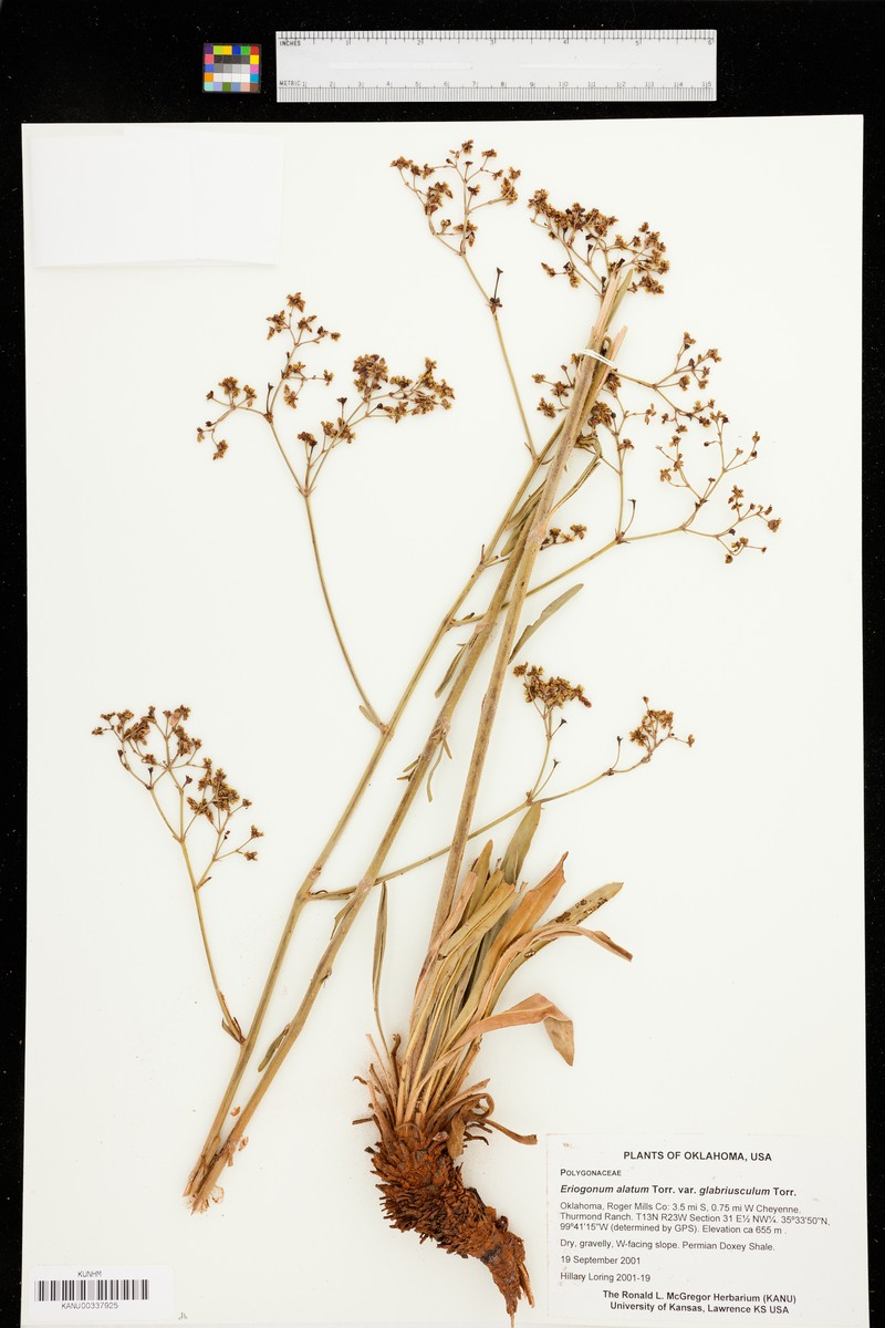 Eriogonum alatum var. glabriusculum photo 7