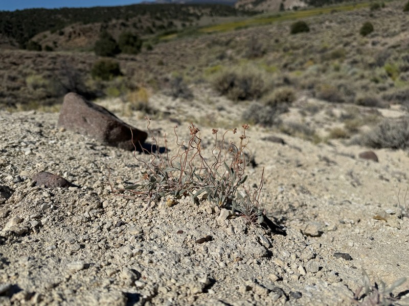 Eriogonum alexanderae