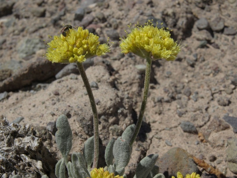 Eriogonum alexanderae photo 2
