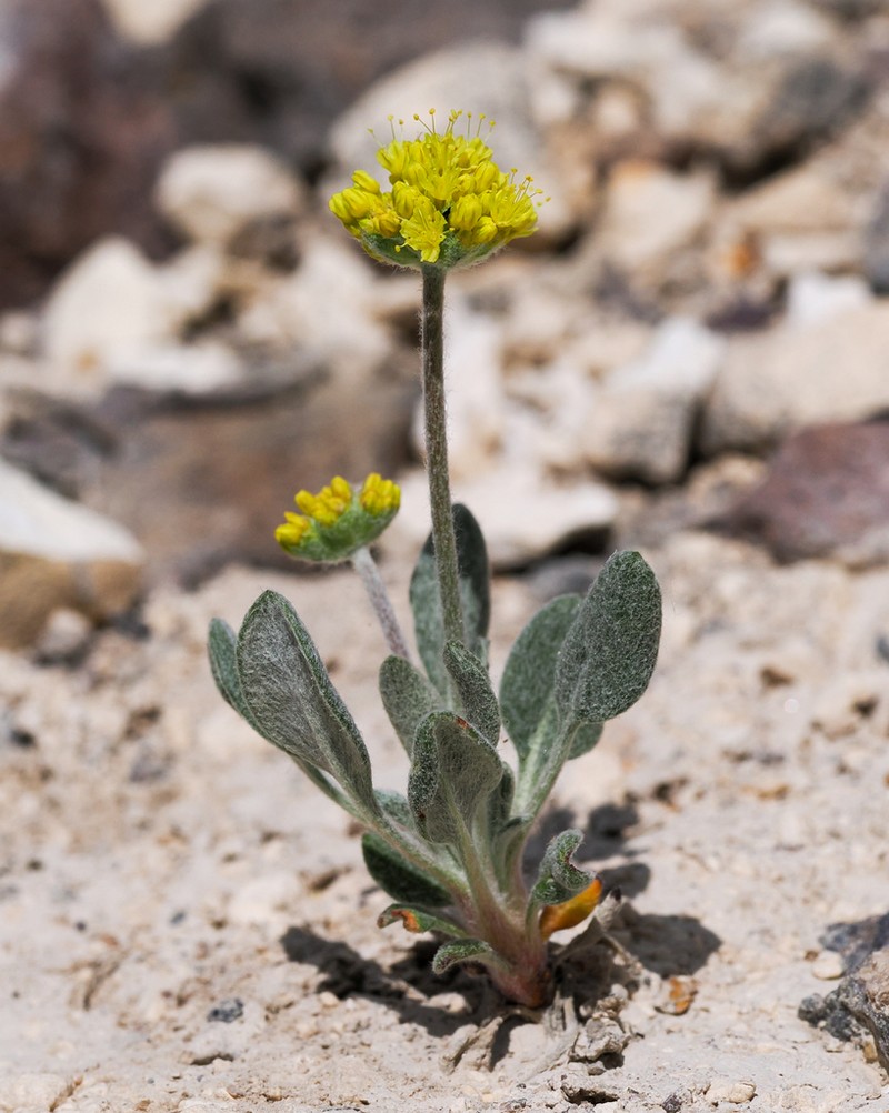 Eriogonum alexanderae photo 3