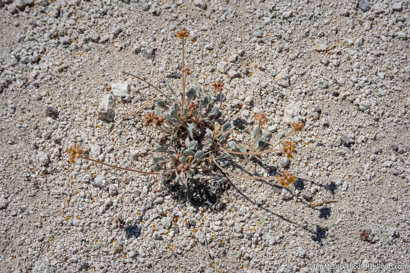 Eriogonum alexanderae photo 4