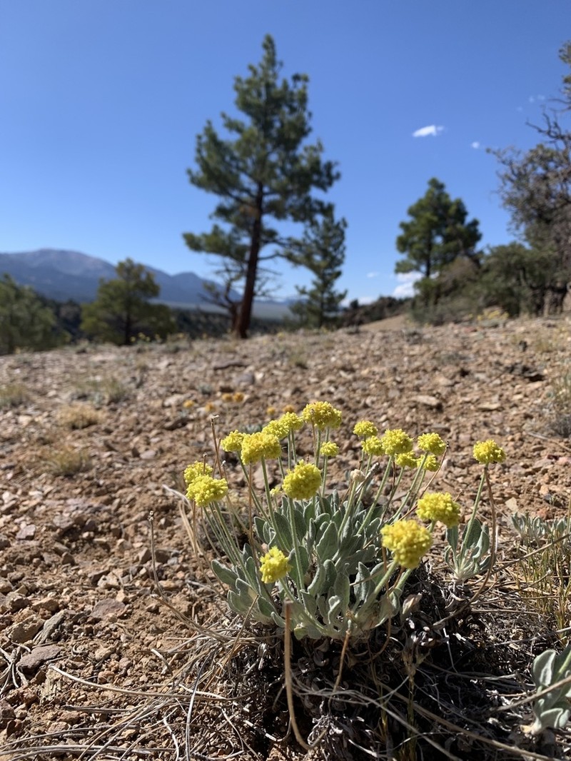 Eriogonum alexanderae photo 5