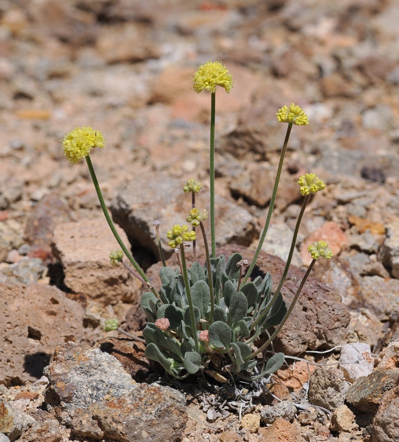 Eriogonum alexanderae photo 6