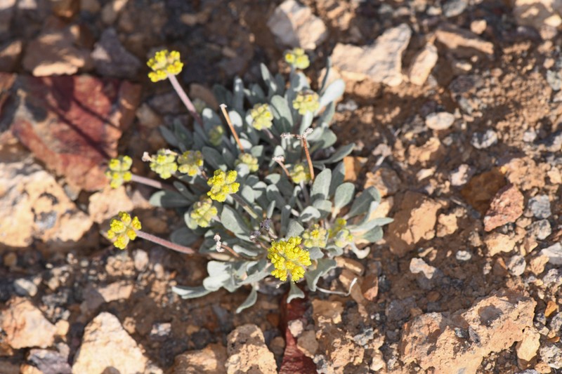Eriogonum alexanderae photo 7