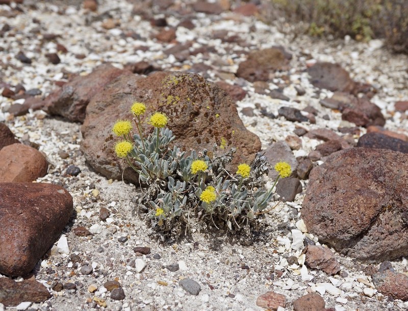 Eriogonum alexanderae photo 8