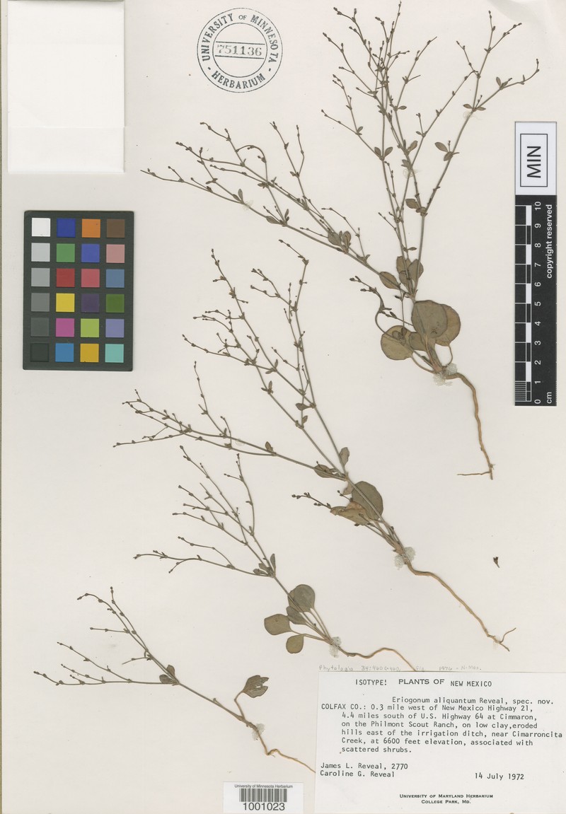 Cimarron Buckwheat