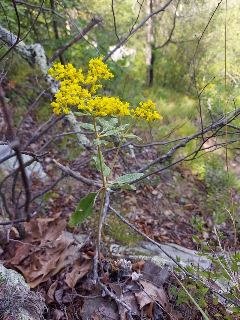 Shale Barren Buckwheat
