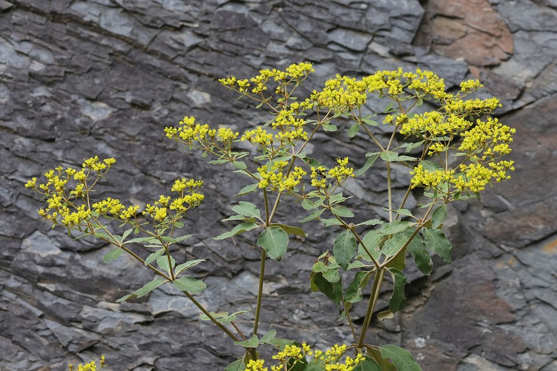 Shale Barren Buckwheat photo 2
