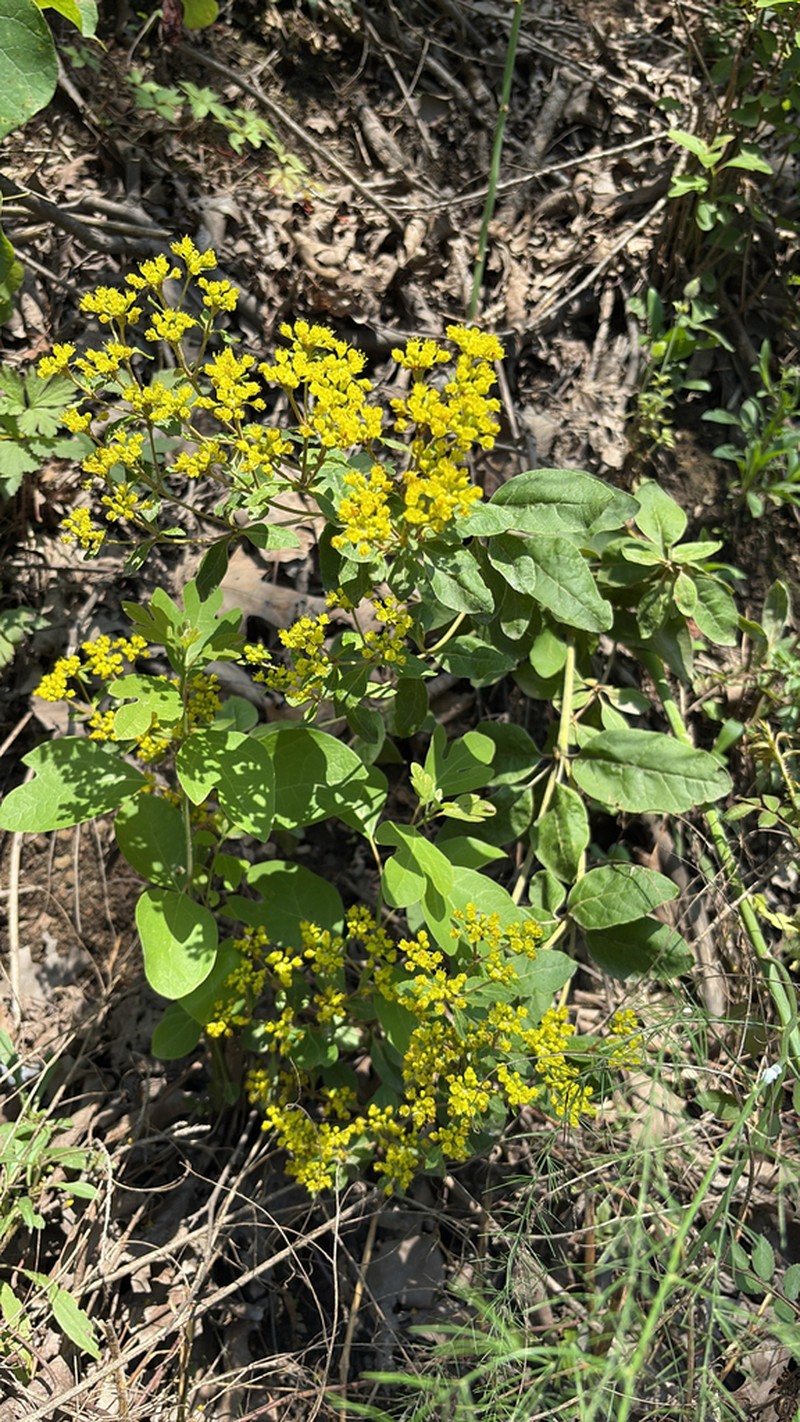 Shale Barren Buckwheat photo 5