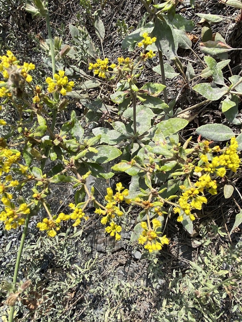 Shale Barren Buckwheat photo 6