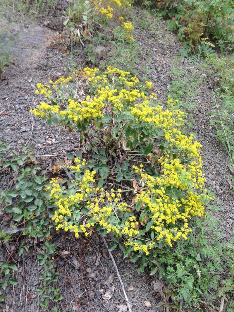 Shale Barren Buckwheat photo 7