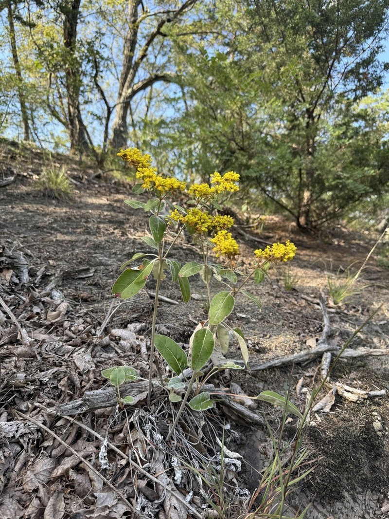 Shale Barren Buckwheat photo 8