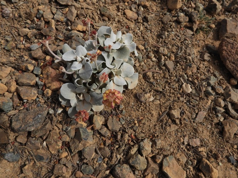 Trinity Buckwheat photo 6
