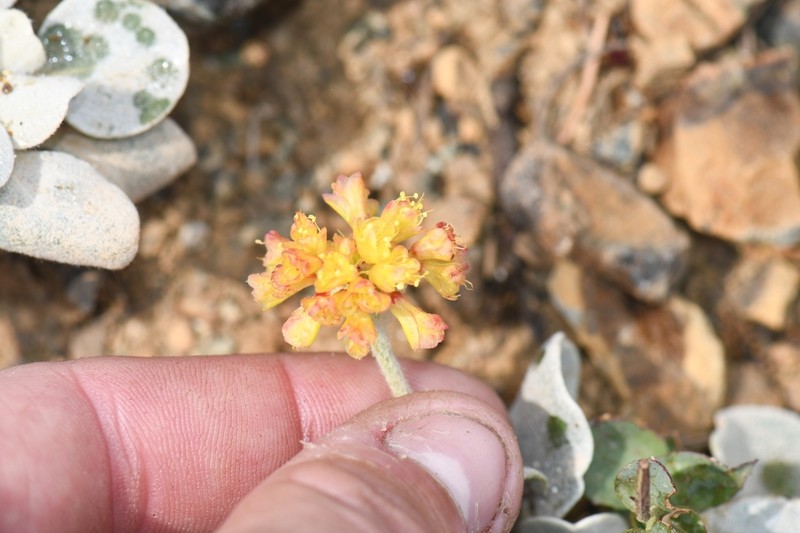 Trinity Buckwheat photo 7